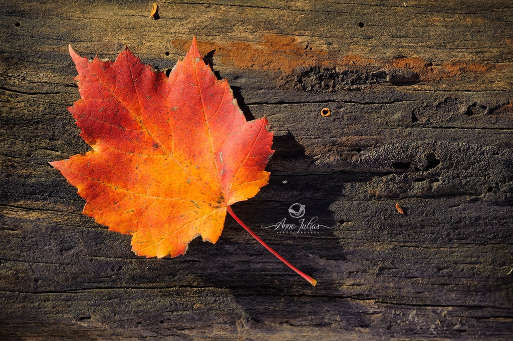 Photo d'une feuille orange en automne