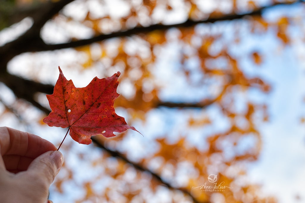 Photo d'une feuille orange en automne