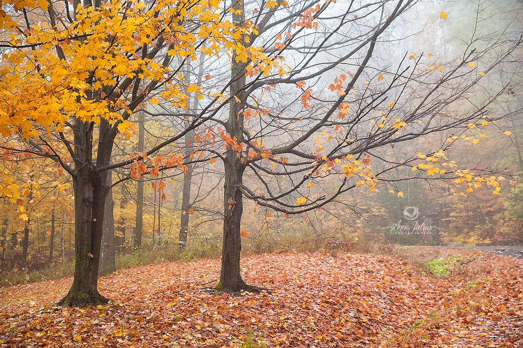 Profiter de la brume pour photographier l'automne